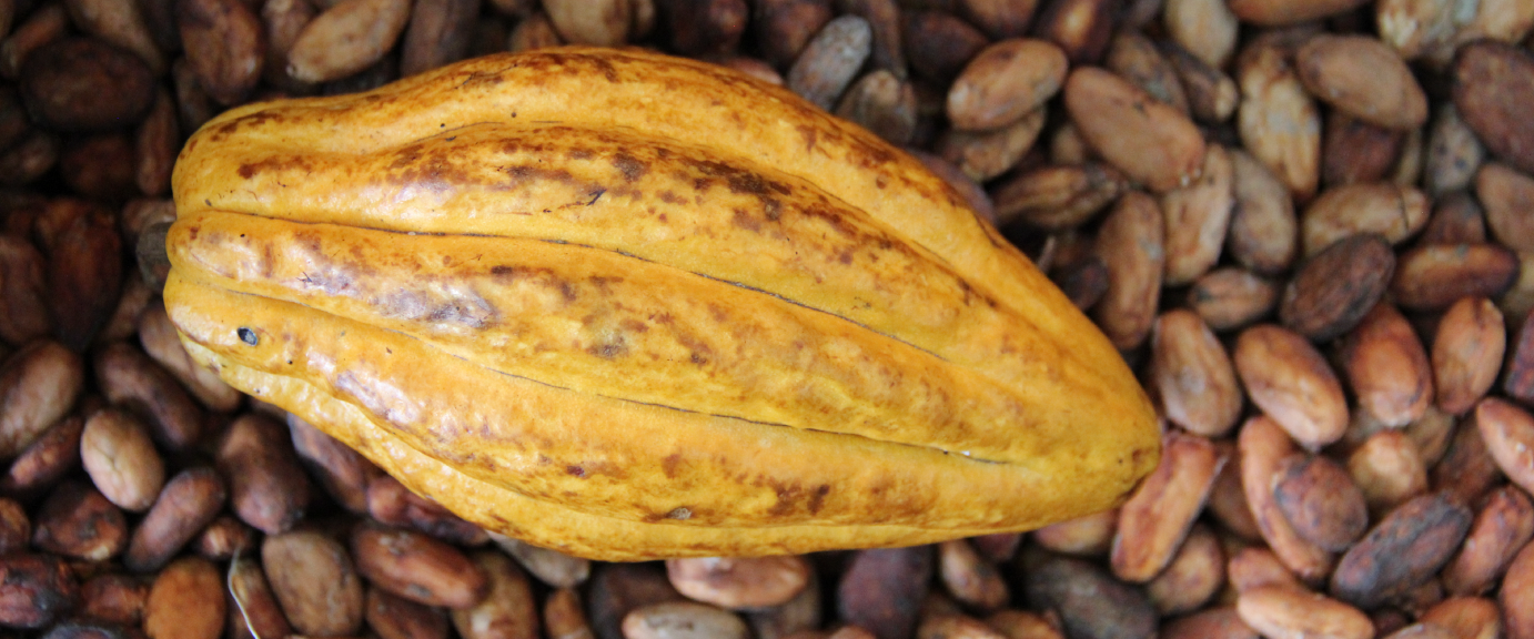 CACAO_1
