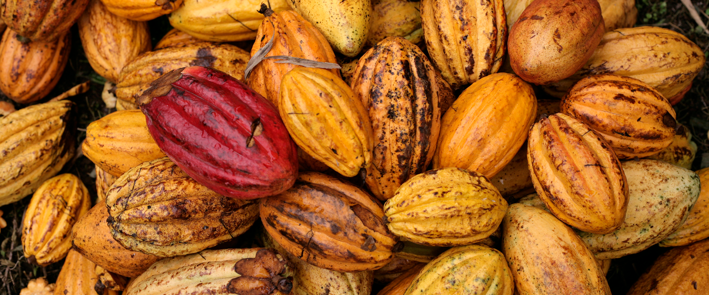 CACAO_2