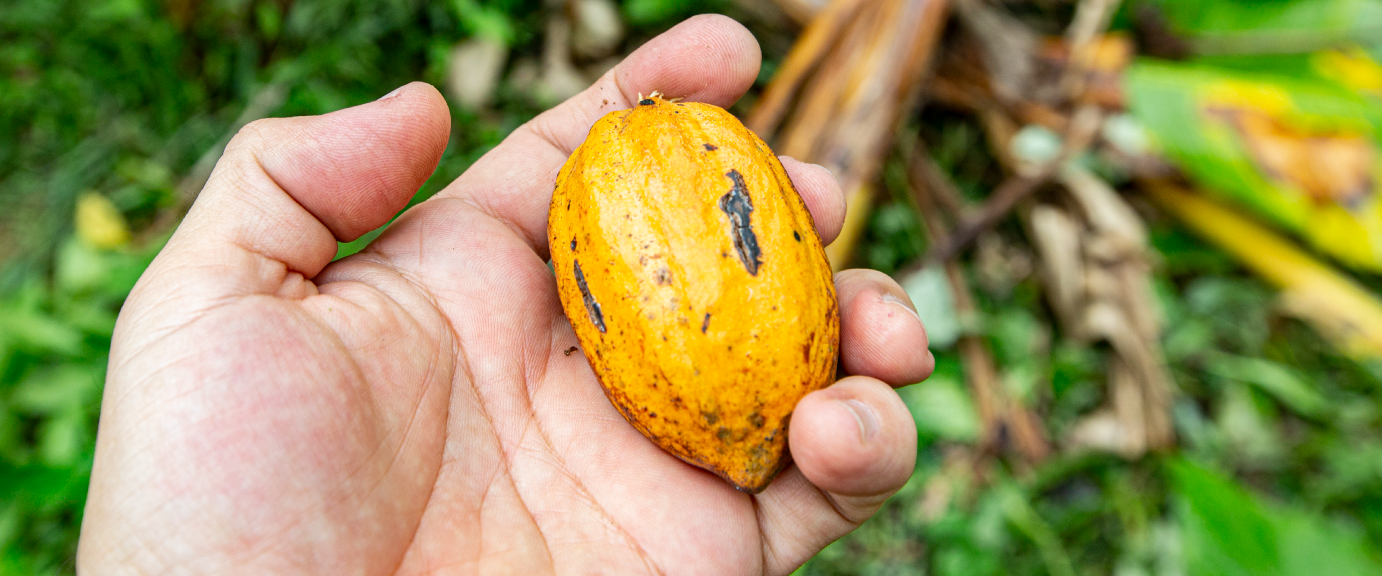 CACAO_4