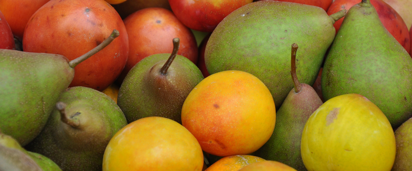 FLORESYFRUTAS_4